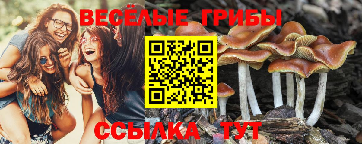Галлюциногенные грибы GOLDEN TEACHER Тольятти